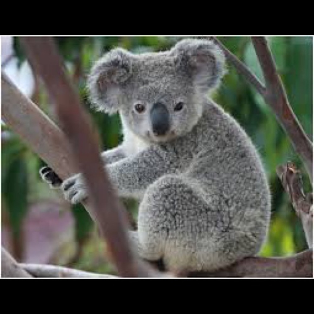 Meet your Posher, Carolyn